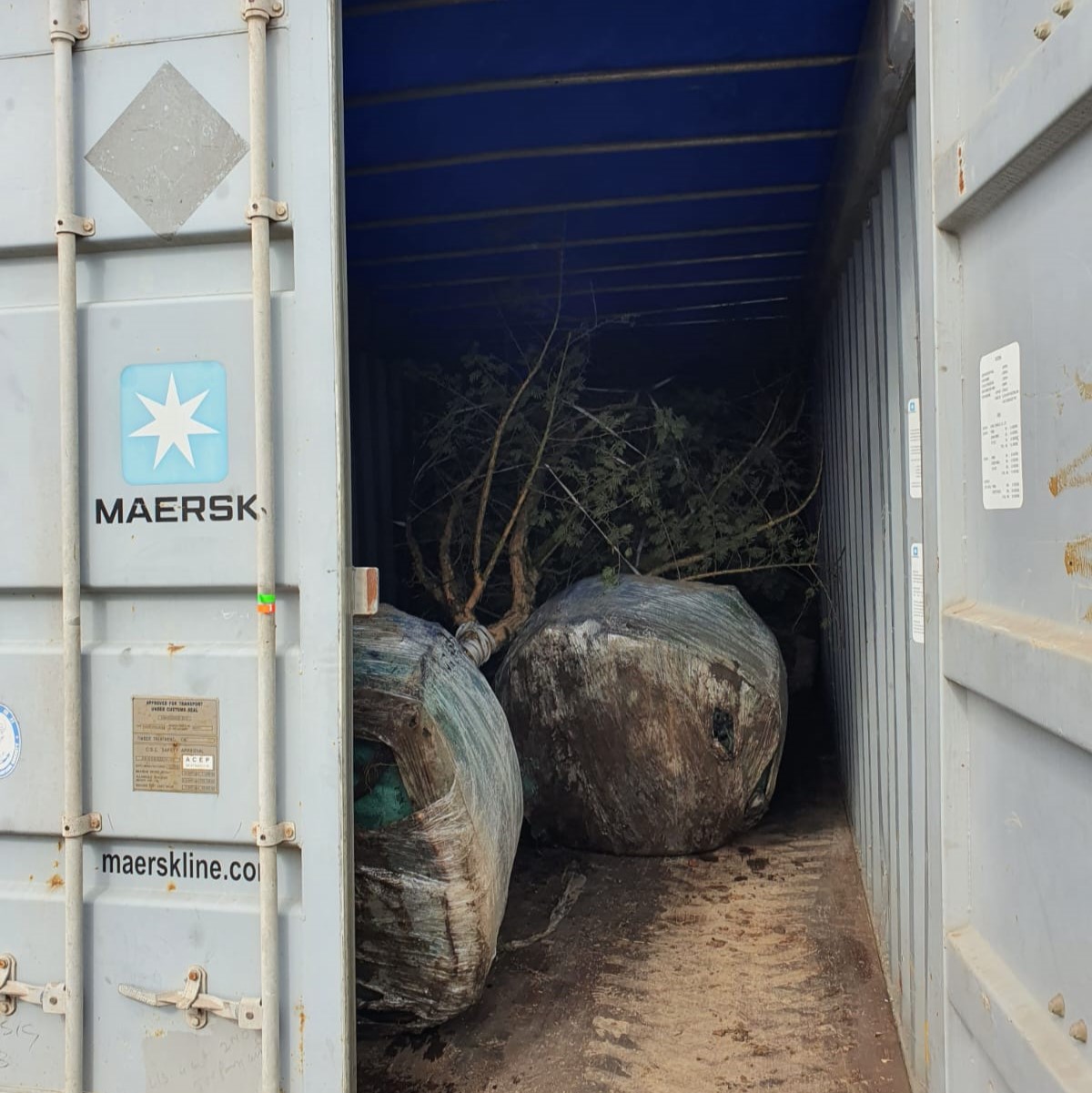 Trees loaded in Open Top Container